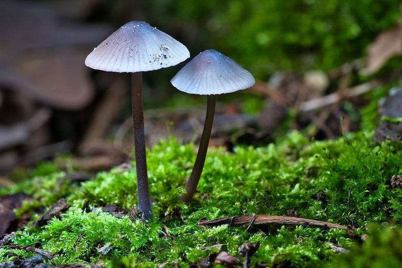 Delicate mushrooms filigree on the forest floor by Martin Köbsch