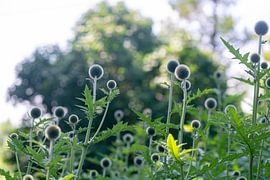 Ronde Kaardebollen in de natuur distels van John Ozguc