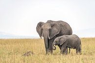 Afrikanischer Elefant von Jessica Blokland van Diën Miniaturansicht