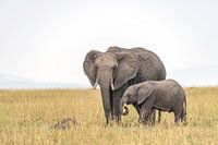 Afrikaanse Olifant