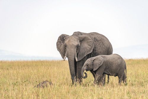 Afrikaanse Olifant