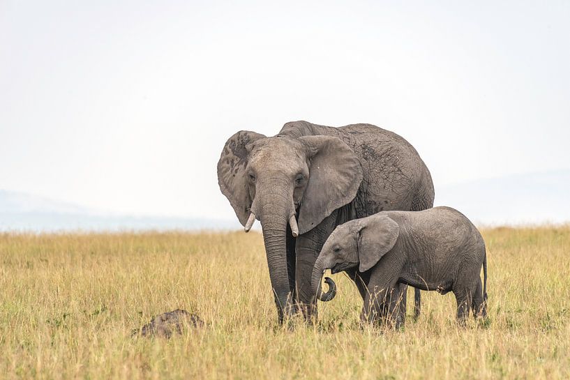 Afrikanischer Elefant von Jessica Blokland van Diën