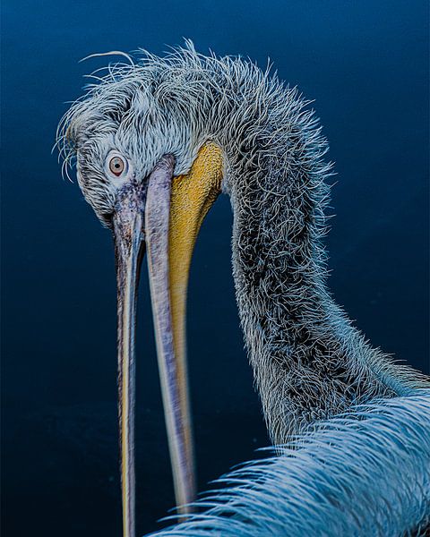Pélican au bord de l'eau par desmyrka