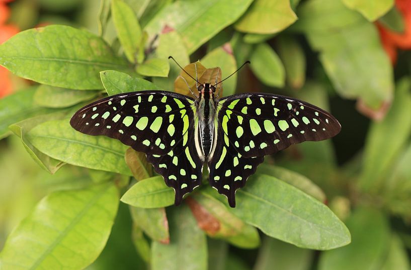 Colibri vert par Matthias Brix