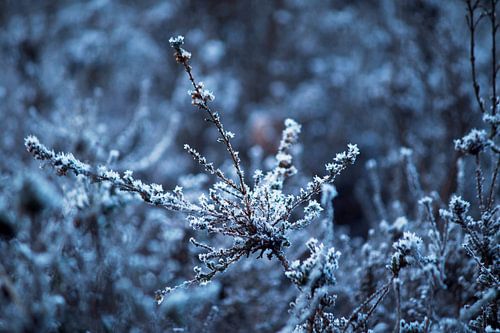ijskoud von Ilse Rood