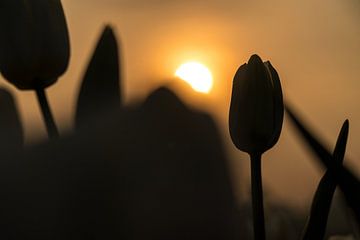 Silhouette d'une tulipe sur Fotografiecor .nl
