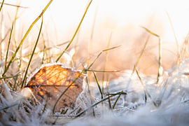 Frost by Julia Fritsche