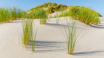 Zandduinen met duingras op Terschelling