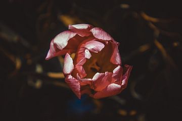 De eenzame tulp van Stedom Fotografie