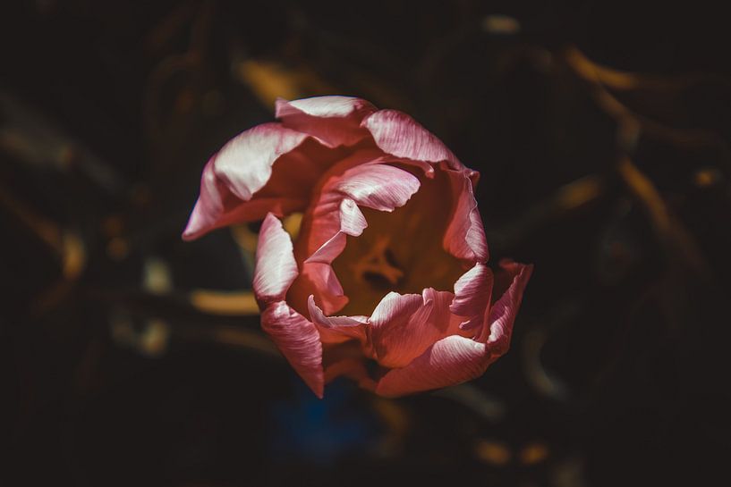 The lonely tulip by Stedom Fotografie