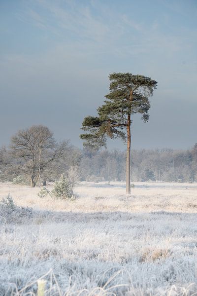 Seul dans le froid par Tom Vogels