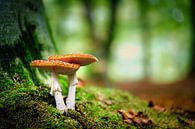 Dubbele rood met witte stippen vliegenzwam paddestoel aan de voet van een beukenboom (Amanita muscaria) van Fotografiecor .nl thumbnail