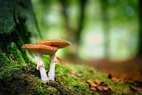 Double red with white dots fly agaric mushroom at the base of a beech tree