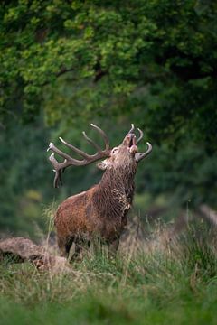 cerf élaphe qui beugle