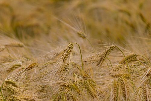 Graan in het zonlicht