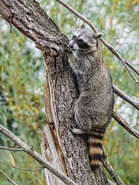 Waschbär von Loek Lobel