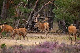 Cerfs rouges sur le Hoge Veluwe