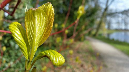 struikbladeren in aankomst 