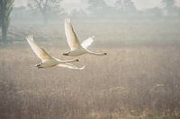 The flying swans
