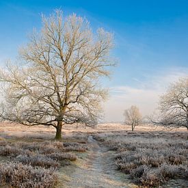 winter in Drenthe, landschap, gasterse duinen van M. B. fotografie