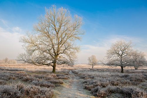 winter in Drenthe, landschap, gasterse duinen