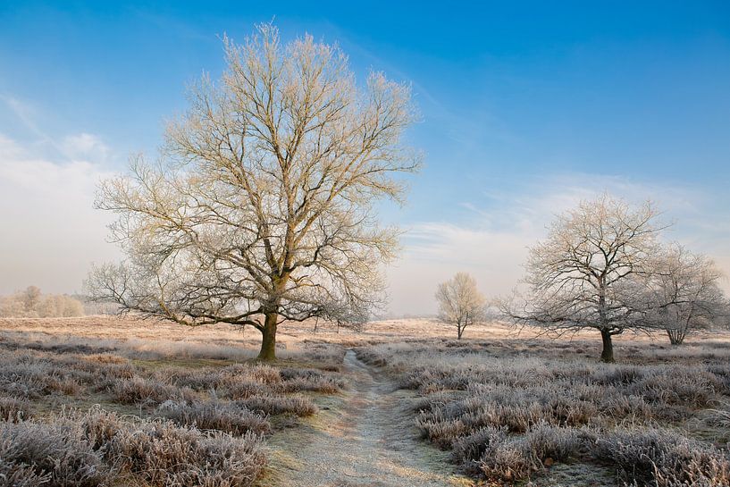 winter in Drenthe, landschap, gasterse duinen van M. B. fotografie