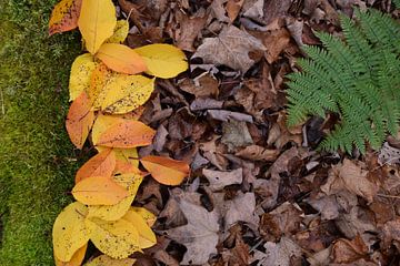 Herbstlaub im Wald von Claude Laprise