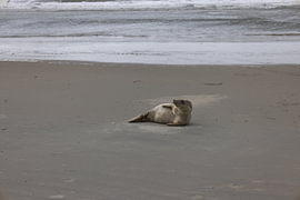 Bilder einer Kegelrobbe am Strand von Langeoog. von Bianca Meyering Fotos - BMF