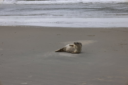 Foto's van een grijze zeehond op het strand van Langeoog.