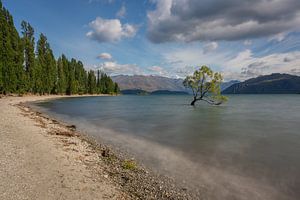 Wanaka, Neuseeland - 12. Januar 2020 : Der berühmte Wanaka-Baum im Lake Wanaka in Neuseeland