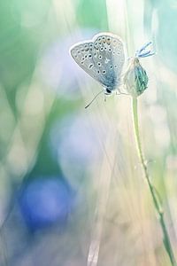 Sunbeam sur Bob Daalder