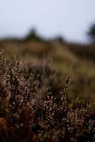 Heather