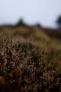 Heide