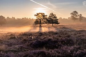 Sonnenaufgang auf der Heide mit Nebel.