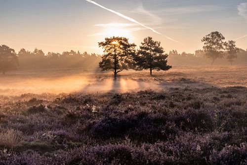 Zonsopkomst op de heide met mist.