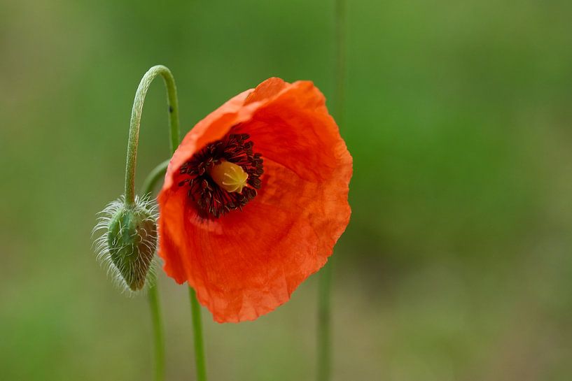 Corn Poppy by Karin Jähne