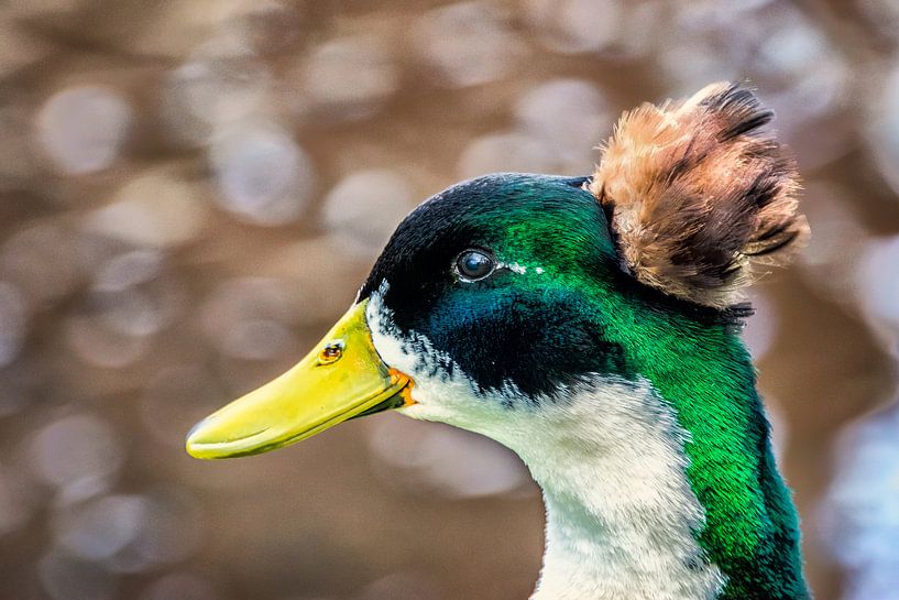 Portret van een kuifeend by Harrie Muis