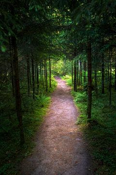 Dark forest path in the Black Forest in Baden-württemberg