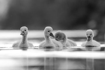 Swan chicks by Silvio Schoisswohl
