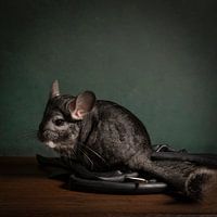Un chinchilla mignon dans une nature morte avec des accessoires de vélo