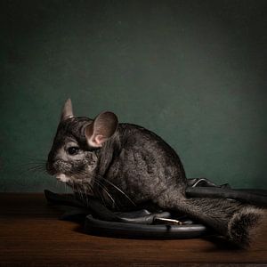 Un chinchilla mignon dans une nature morte avec des accessoires de vélo