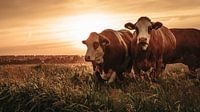 Cows in the evening sun by Tim Rensing thumbnail
