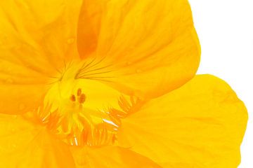 Close up into yellow flower van P Design