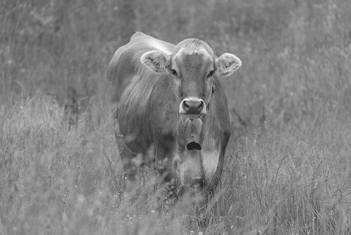 The true queen of Oberstdorf by Walter G. Allgöwer