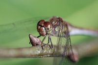 Libelle