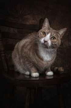 Vintage Fine Art stattliche Porträt Katze
