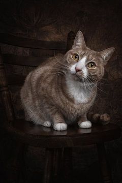 Vintage Fine Art stattliche Porträt Katze von Nikki IJsendoorn