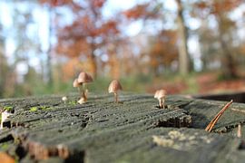 Mushrooms by giorgi Kotchlamazashvili