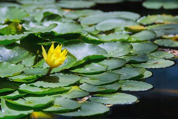 Yellow water lily
