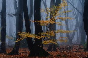Photographie de la forêt "au cœur de la forêt".